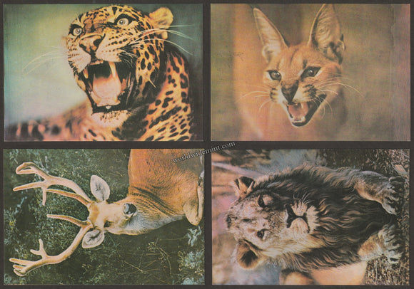 1976 Indian Wild Life Set of 4 Maxim card #MC207