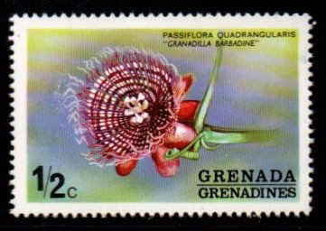 1975 Grenada Passiflora Quadrangularis Flower 1v MNH #FT-289