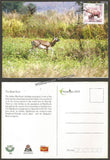 2016 The Black Buck - Picture Post Card #MC52
