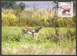 2016 The Black Buck - Picture Post Card #MC52