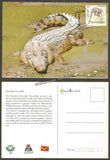 2016 Estuarine Crocodile - Picture Post Card #MC53