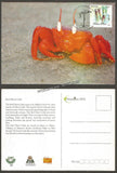 2016 Red Ghost Crab - Picture Post Card #MC55