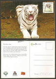 2016 The white Tiger - Picture Post Card #MC58