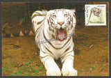 2016 The white Tiger - Picture Post Card #MC58