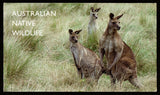 1993 Australia Australian Native Wildlife Set of 4 in Presentation Pack - Platypus, Birds, Parrot, Kangaroo #FT-62