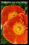 1994 Australia Thinking of you - Rose, Love Set of 3 In Presentation Pack #FT-65
