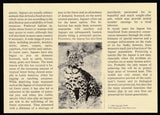 1992 Belize WWF World wide Fund For Nature Jaguar With Coin FDC #FE251